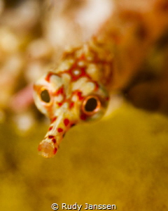 Pipefish by Rudy Janssen 